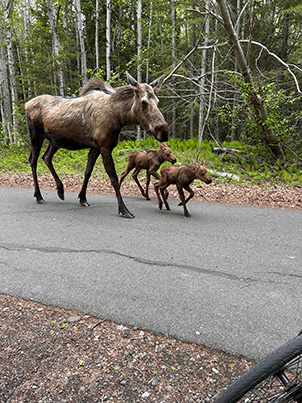 Mama moose and babies