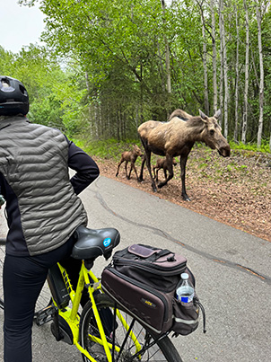 Moose and babies on the bike trail